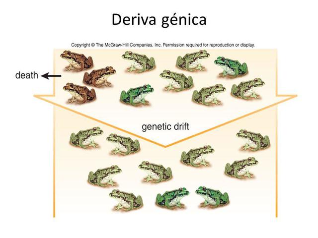 Deriva genetica