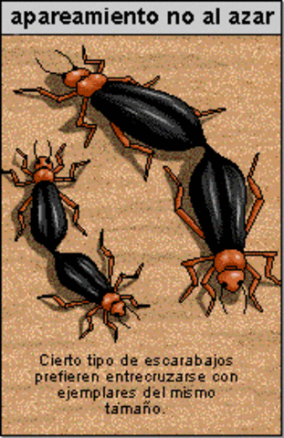 Apareamiento No  Aleatorio