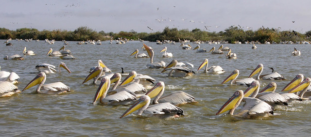 Djoudj National Bird Sanctuary