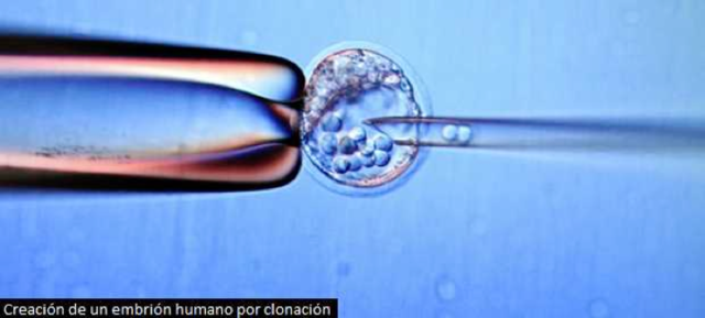 Embriones clonados