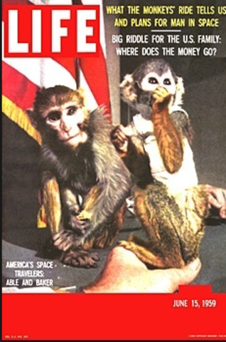 Able and Miss Baker survive their flight into space