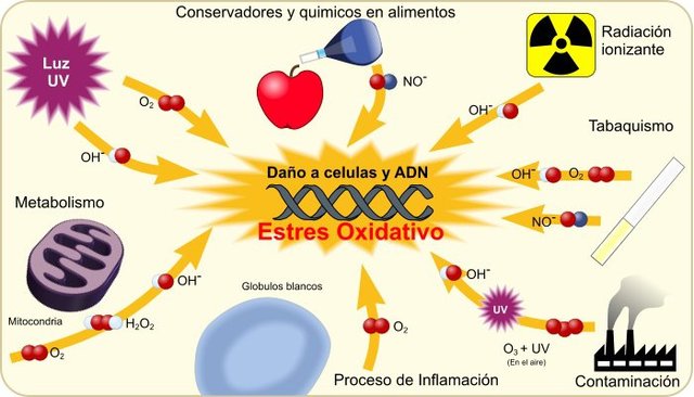 RESPIRACIÓN DE LAS PLANTAS