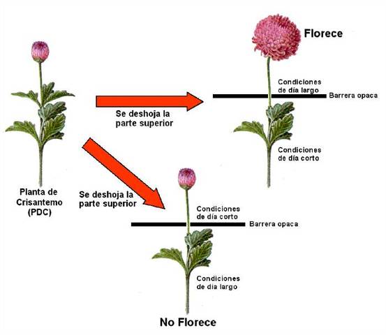 CRECIMIENTO Y DESARROLLO VEGETAL