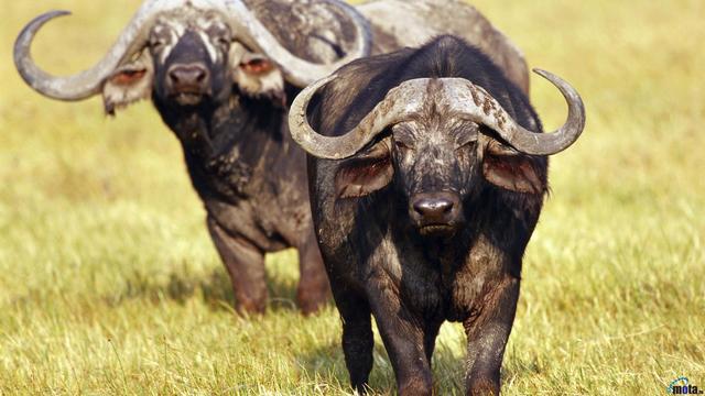 Nuevos Animales Domésticos