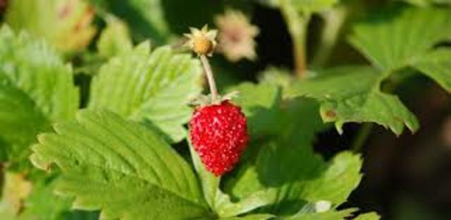 FOTOSINTESIS C4 EN PLANTAS DICOTILEDONEAS