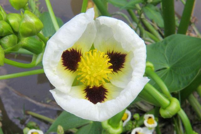 FOTOSINTESIS C4 EN PLANTAS MONOCOTILEDONEAS