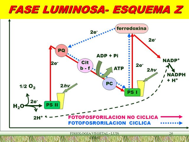 R. Hill y F. Bendall