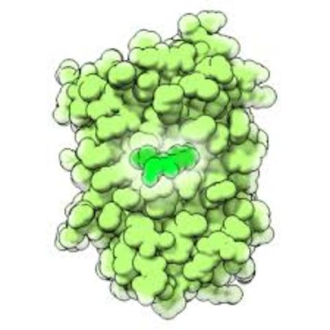 Osamu Shimomura, Martin Chalfie, Roger Y. Tsein.