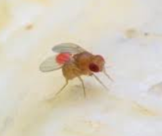 Fruit flies: first american animal in space