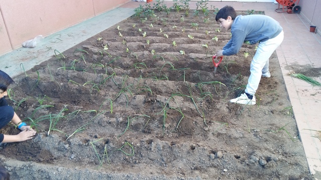 PLANTEM MADUIXES, ENCIAMS I CEBES