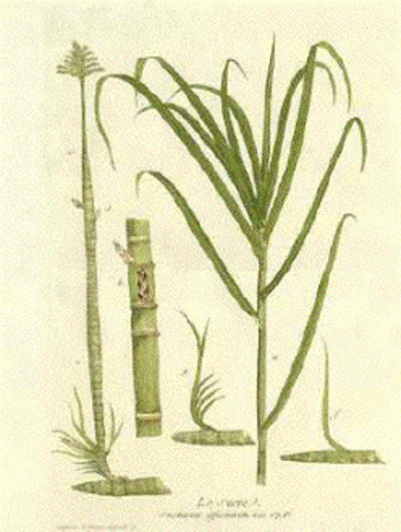 Sugar Cane