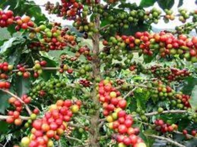 Primer cultivo de café