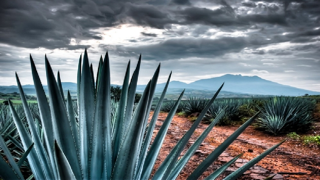 Primeras Fabricas de Tequila