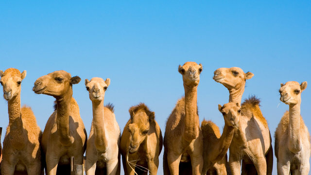 Camels introduced to from Asia for Sahara Trade (100-200)