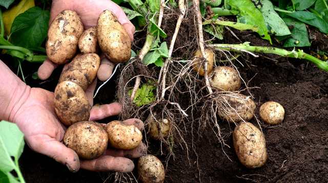 Potato crop failure in Ireland