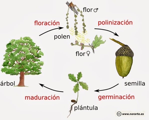 las plantas