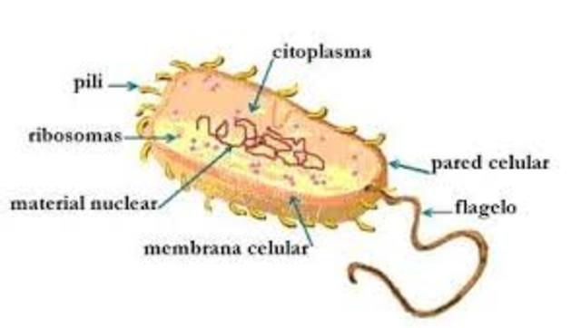 Aparición de las células procariotas