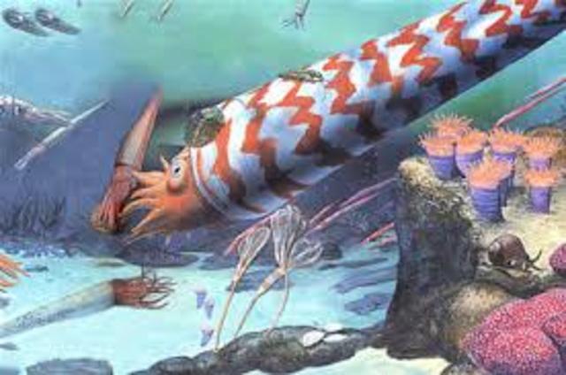 Organismos macroscopicos