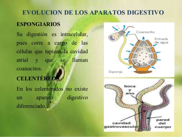 Espongiarios y celentéreos