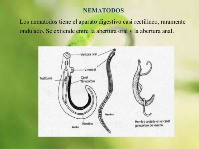Nematodos