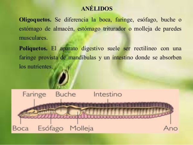 Anélidos