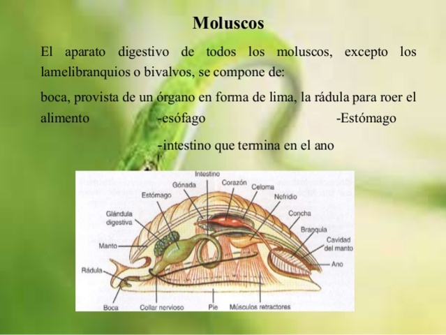 Moluscos