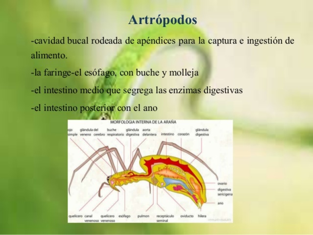 Artrópodos
