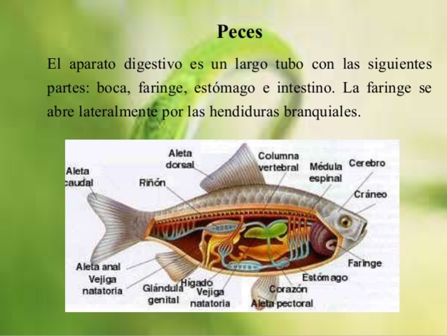 Peces