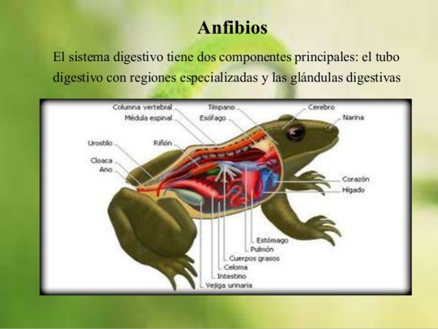 Anfibios