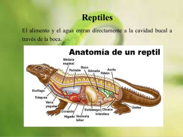 Reptiles