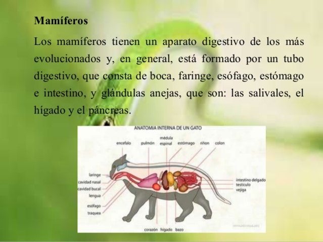 Mamíferos