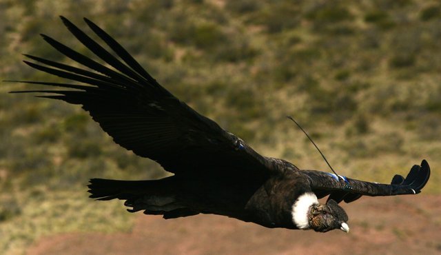 EL CÓNDOR DE LOS ANDES