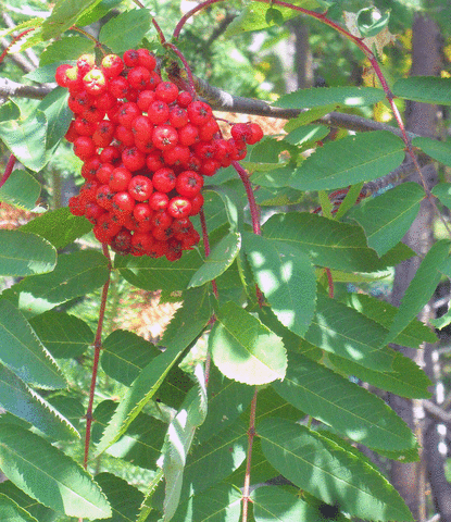 Finds his first food source
