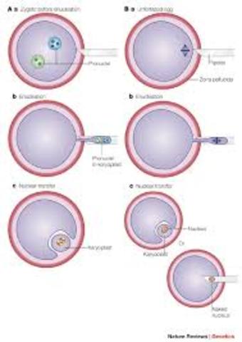 Pronuclei join together (12 hours)
