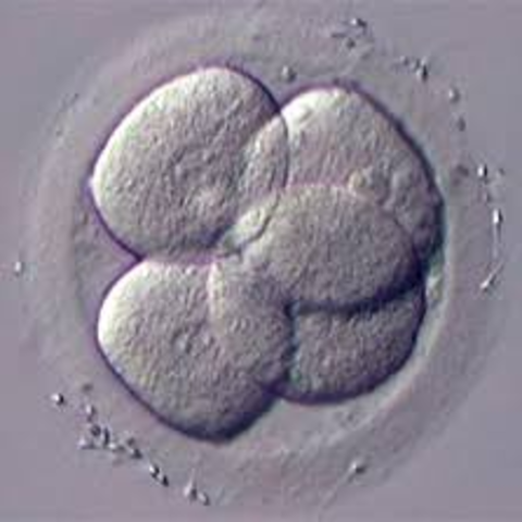 40 hours after fertilization