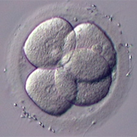 second round of mitosis