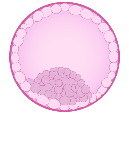64 cell embryo called a blastocyst forms