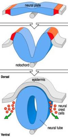 neural tube forms