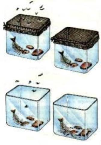 Experimento de de Redi