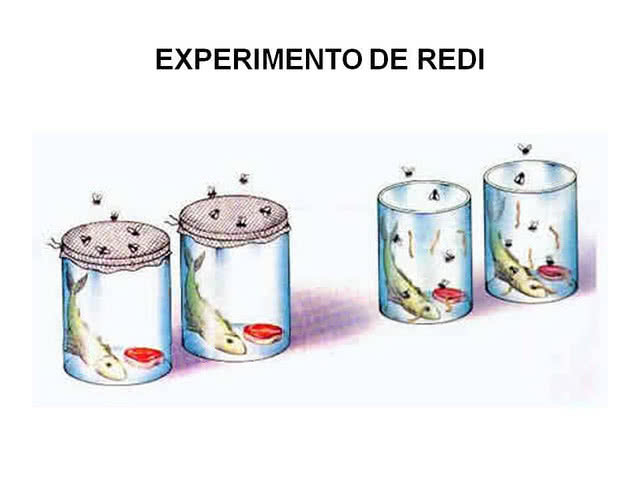 Experimento de Redi