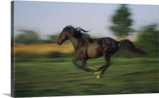 Horsing Around Lead To A Real Discovery