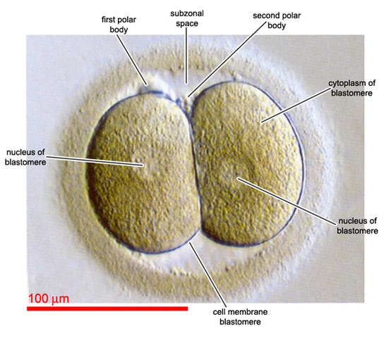 First Round of Mitosis (Cleavage)