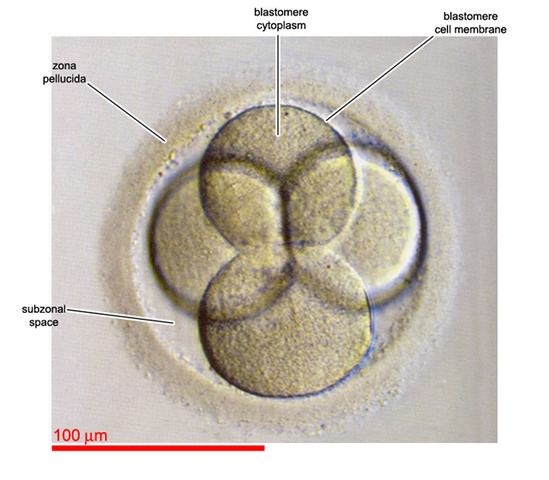 Second Round of Mitosis