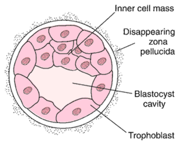 64 Cell Embryo Called a Blastocyst
