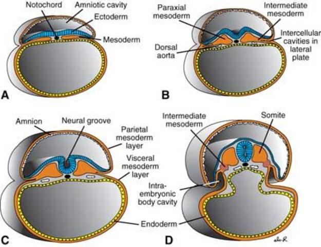Disc with Streak on the Underside forms Mesoder