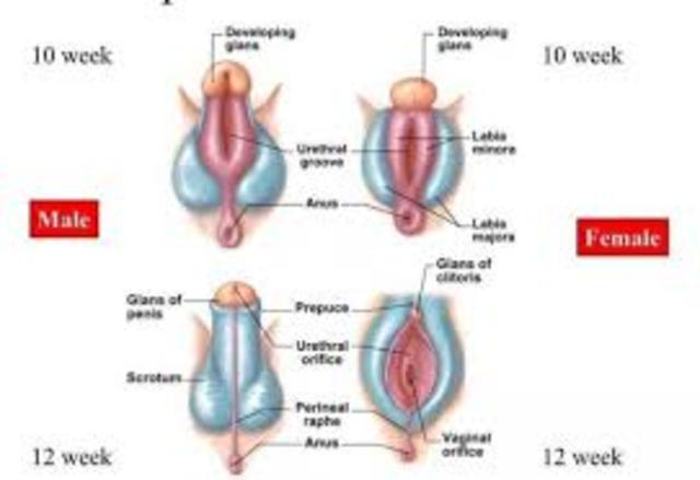 Genitalia Begins to Differentiate, Eyelids Fuse, Amnion Surrounds Fetus