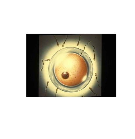 Fertilization