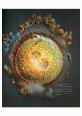 Pronuclei join together