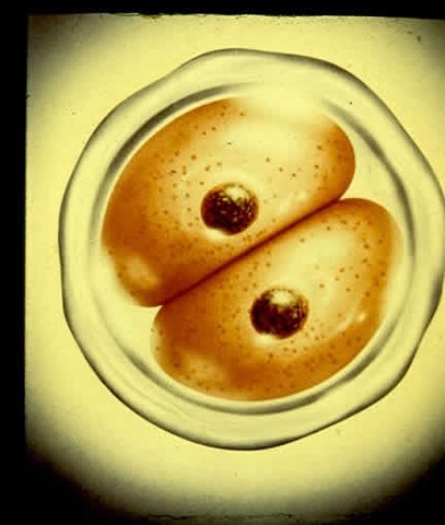 First round of mitosis