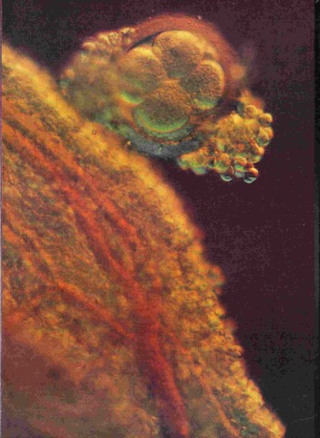 Second round of mitosis